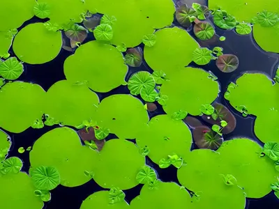 Common Duckweed (Lemna Minor)