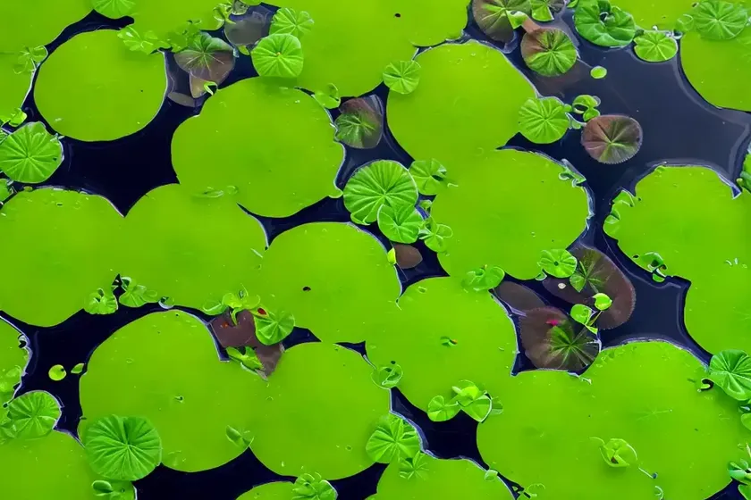 Common duckweed (lemna minor)
