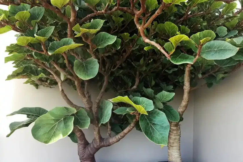Common fig (ficus carica ‘petite negra’) — photo 2