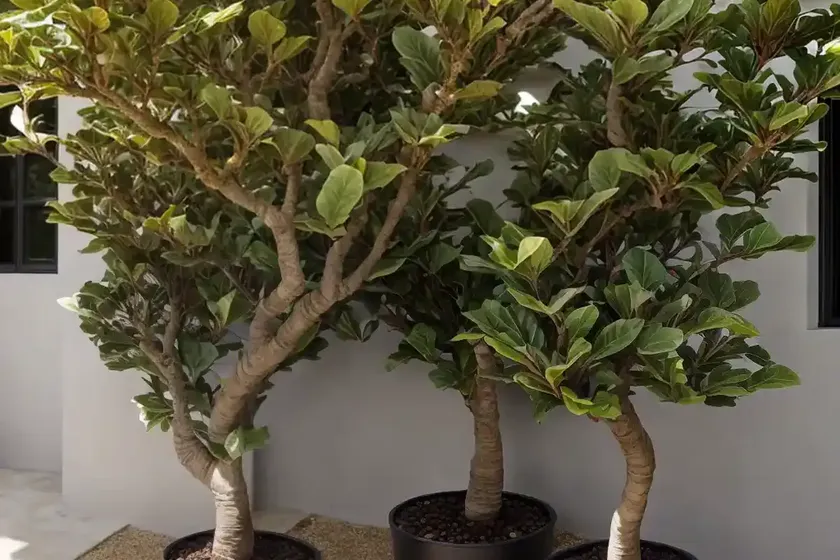 Common fig (ficus carica ‘petite negra’) — photo 3
