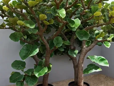 Common Fig (Ficus Carica ‘Petite Negra’)