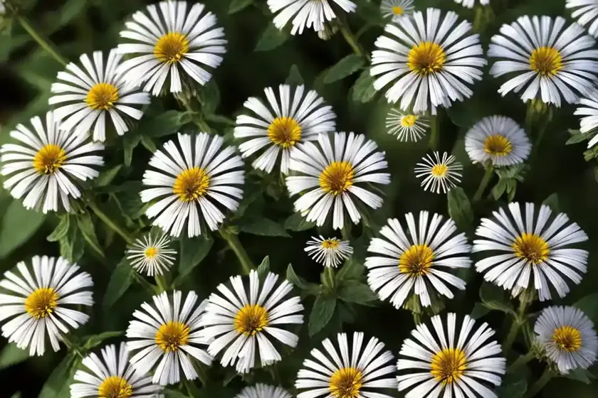 Common fleabane (erigeron philadelphicus) — photo 2