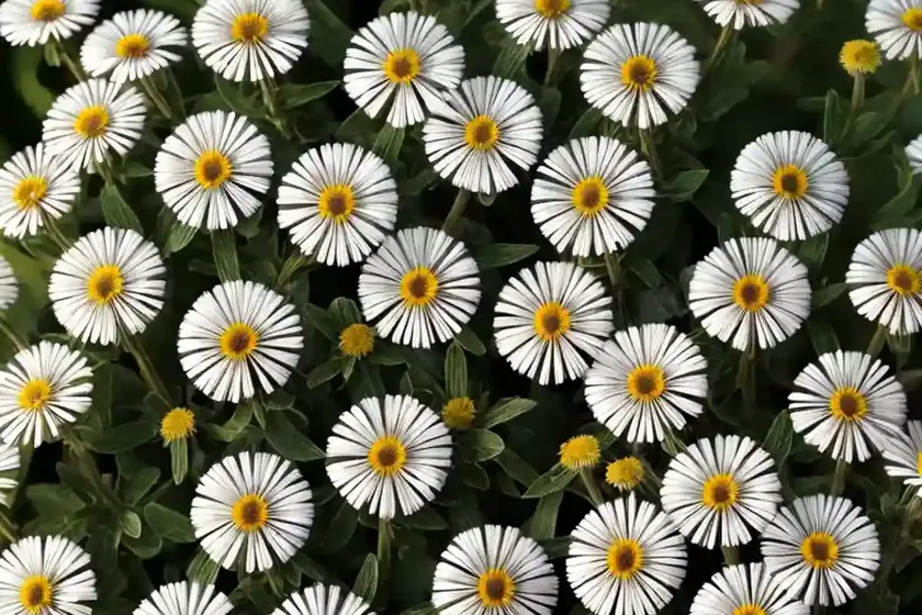 Common fleabane (erigeron philadelphicus) — photo 3