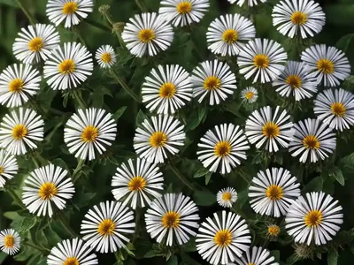 Common Fleabane (Erigeron Philadelphicus)