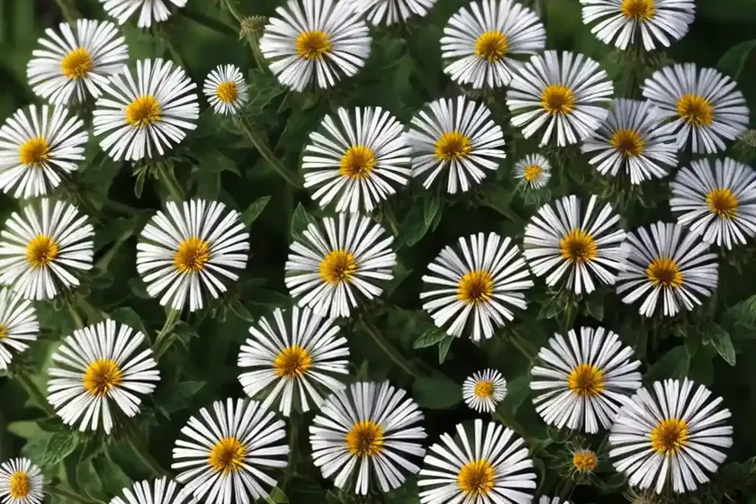 Common fleabane (erigeron philadelphicus)
