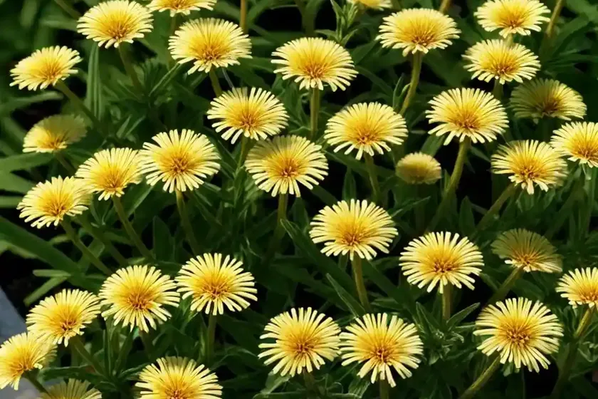 Common fleabane (pulicaria dysenterica) — photo 2
