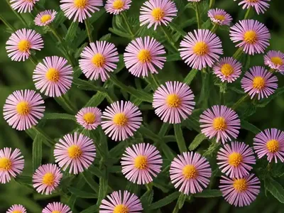 Common Fleabane (Pulicaria Dysenterica)