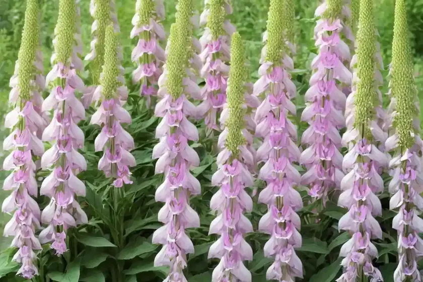 Common Foxglove (Digitalis Purpurea ‘Pam’s Choice’) — photo 2