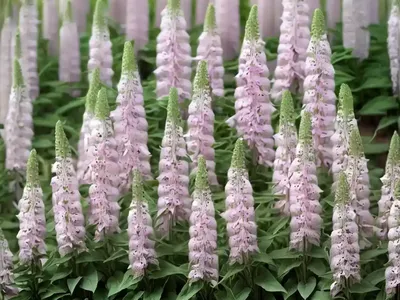 Common Foxglove (Digitalis Purpurea ‘Pam’s Choice’)