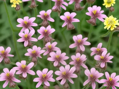 Common Fumitory (Fumaria Bicolor)