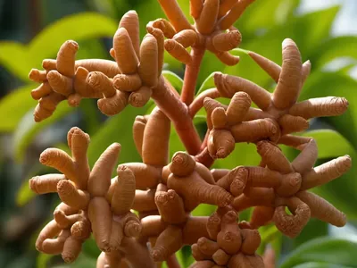 Common Ginger (Zingiber Officinale)