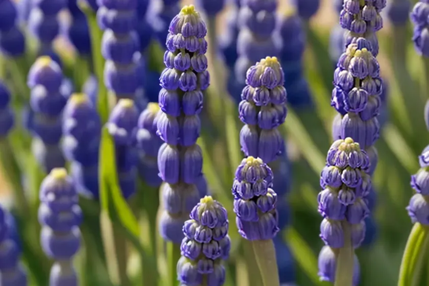 Common grape hyacinth (muscari comosum) — photo 2