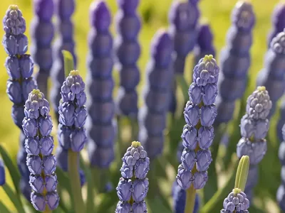 Common Grape Hyacinth (Muscari Comosum)