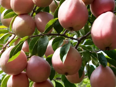 Common Guava (Psidium Guajava)