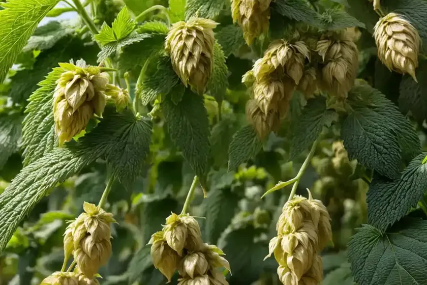 Common hop (humulus lupulus) — photo 2