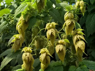 Common Hop (Humulus Lupulus)