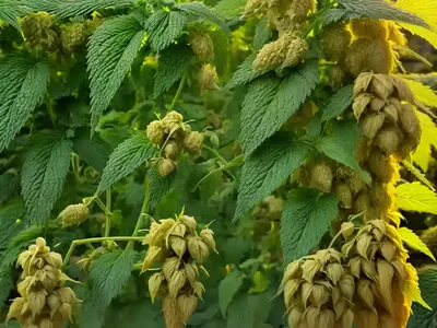 Common Hop (Humulus Lupulus ‘Aureus’)