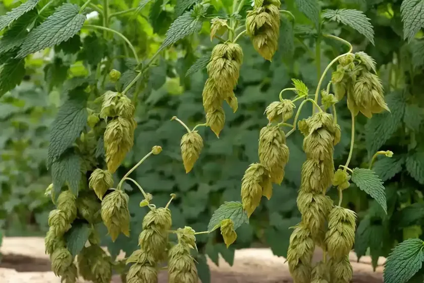 Common hop (humulus lupulus ‘cascade’) — photo 2