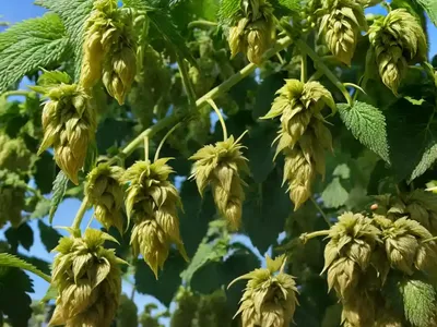 Common Hop (Humulus Lupulus ‘Chinook’)