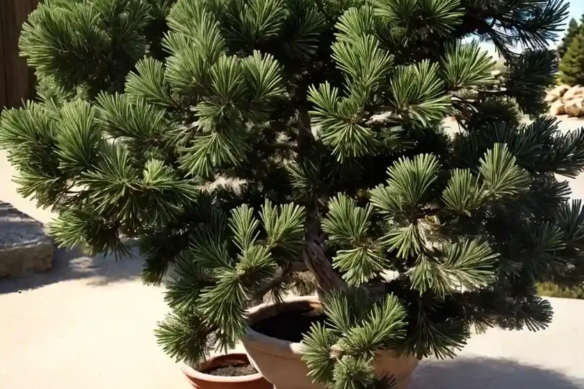 Common juniper (juniperus communis) — photo 2