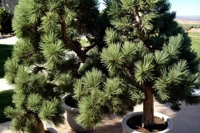 Common juniper (juniperus communis) — photo 3
