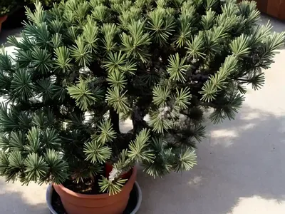 Common Juniper (Juniperus Communis)