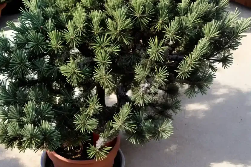 Common juniper (juniperus communis)