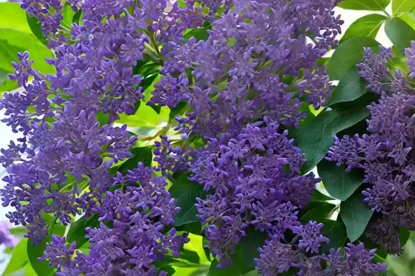 Common lilac (syringa vulgaris) — photo 2