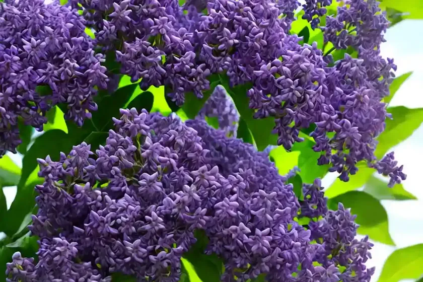 Common lilac (syringa vulgaris) — photo 3