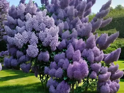 Common Lilac (Syringa Vulgaris)