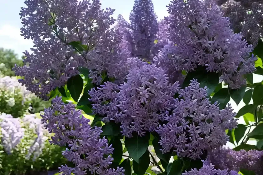Common lilac (syringa vulgaris ‘avalanche’) — photo 3