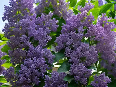 Common Lilac (Syringa Vulgaris ‘Avalanche’)