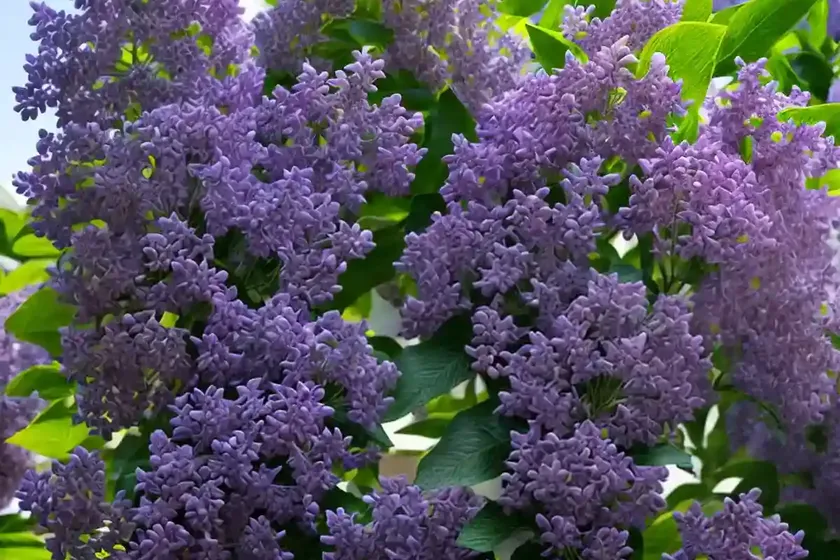 Common lilac (syringa vulgaris ‘avalanche’)