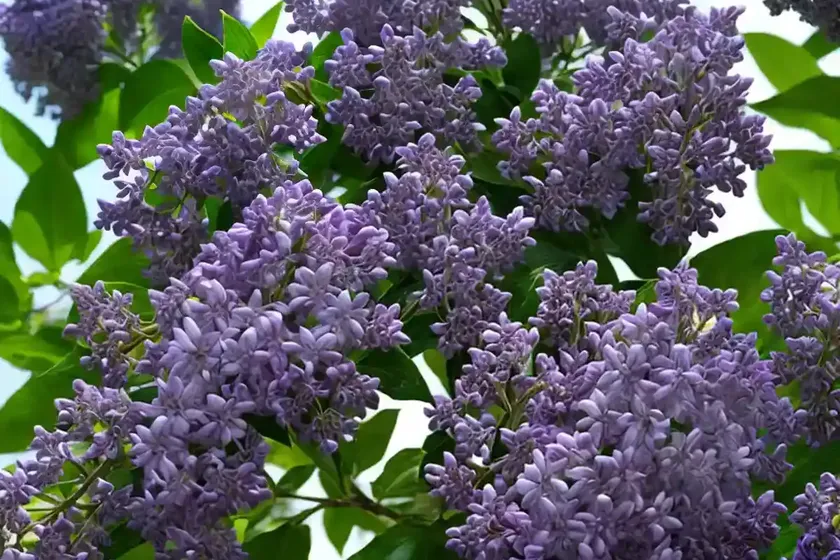 Common lilac (syringa vulgaris ‘charles joly’) — photo 2