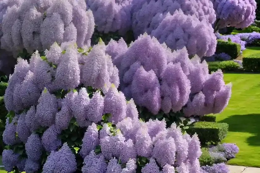 Common lilac (syringa vulgaris ‘charles joly’) — photo 3