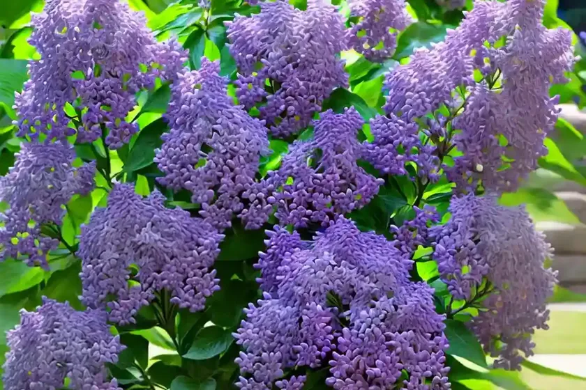 Common lilac (syringa vulgaris ‘monge’) — photo 2