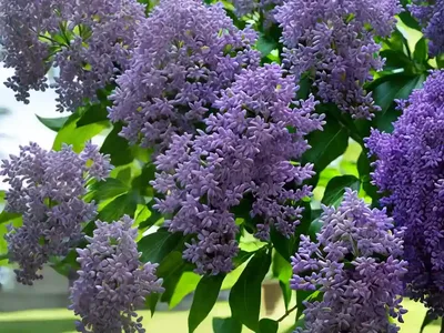 Common Lilac (Syringa Vulgaris ‘Monge’)
