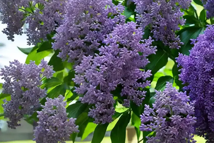 Common lilac (syringa vulgaris ‘monge’)