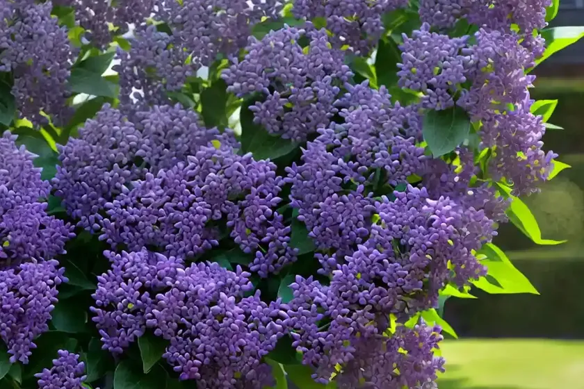Common lilac (syringa vulgaris ‘prxsident grxvy’) — photo 2