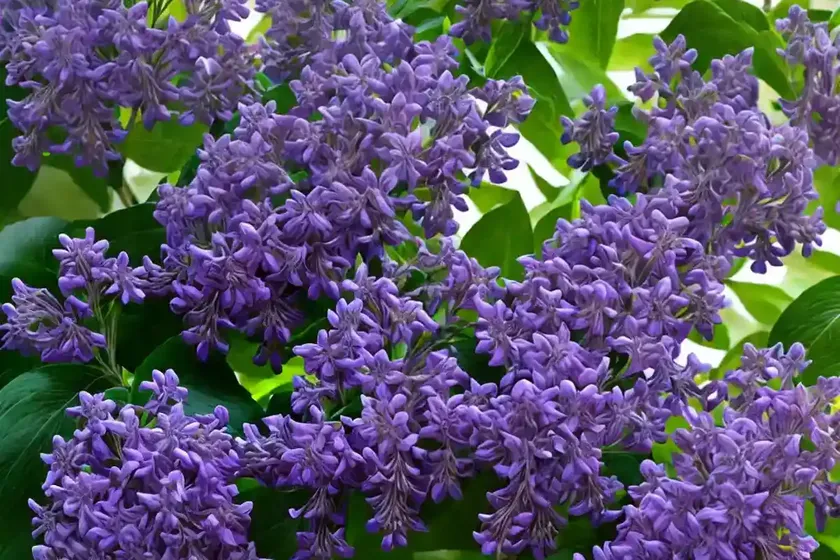 Common Lilac (Syringa Vulgaris ‘Sensation’) — photo 3