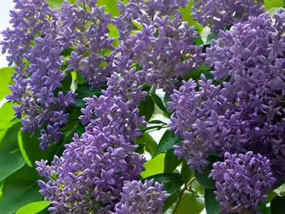 Common Lilac (Syringa Vulgaris ‘Sensation’)