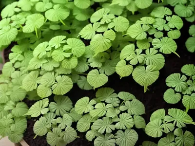 Common Maidenhair Fern (Adiantum Aethiopicum)