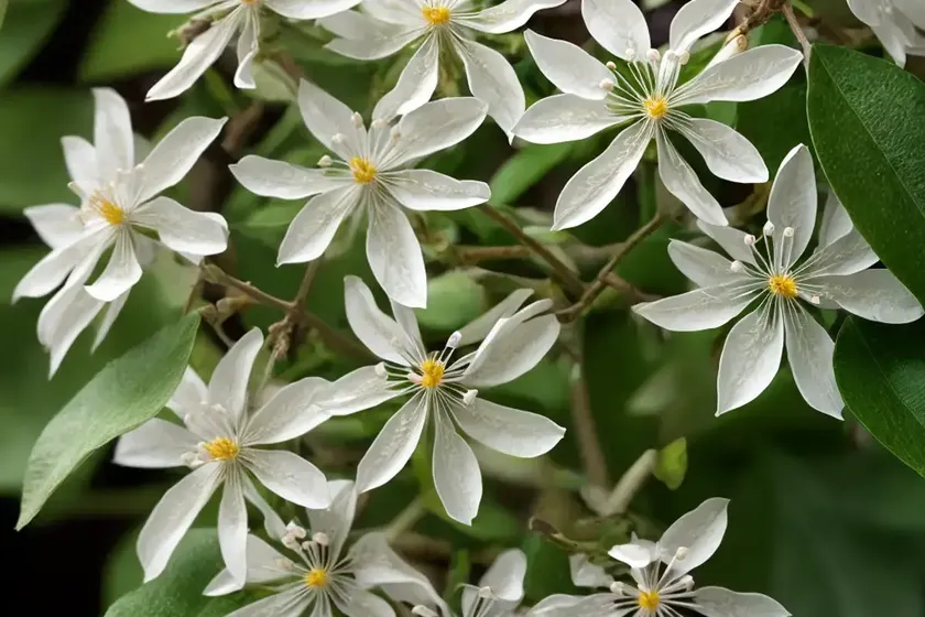 Common moonseed (menispermum canadense) — photo 3
