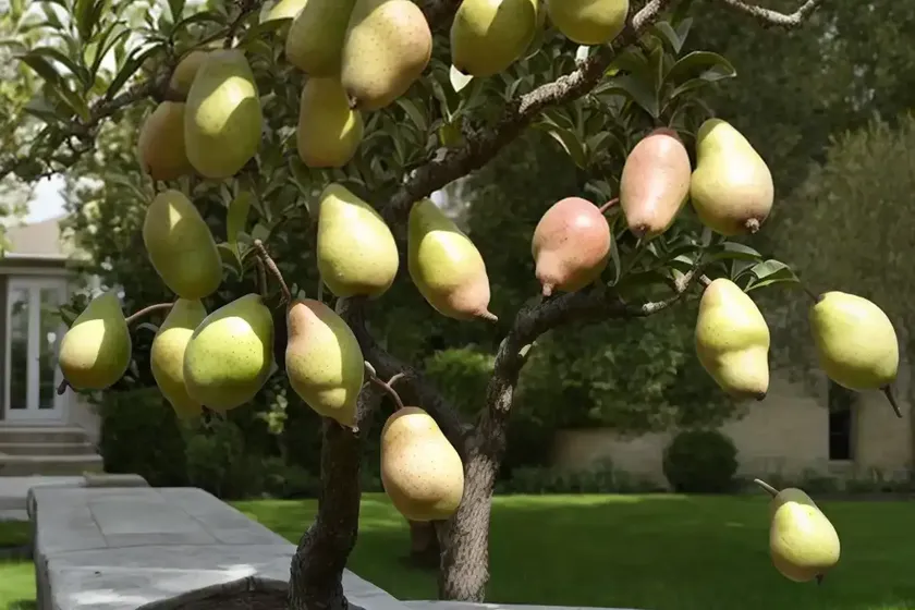 Common pear (pyrus communis ‘doyennx du comice’) — photo 2