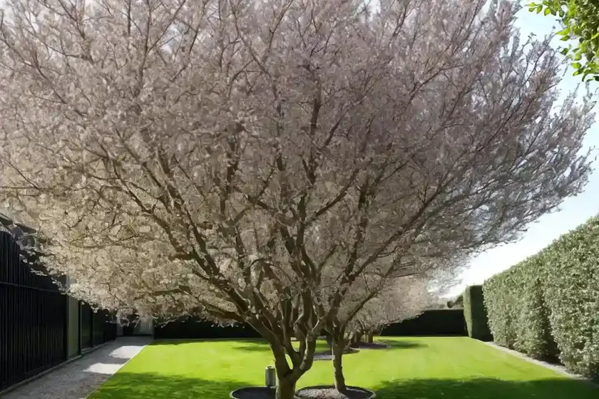 Common pear (pyrus communis ‘doyennx du comice’) — photo 3
