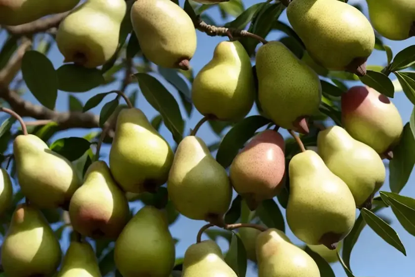 Common pear (pyrus communis ‘seckel’) — photo 3