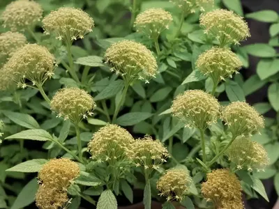 Common Pepperweed (Lepidium Densiflorum)