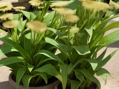 Common Plantain (Plantago Major)