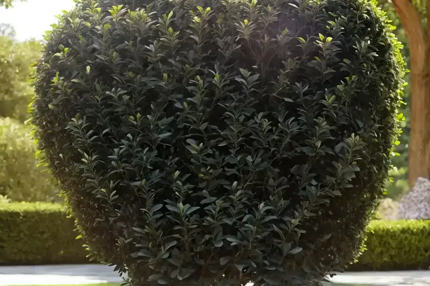 Common privet (ligustrum vulgare)
