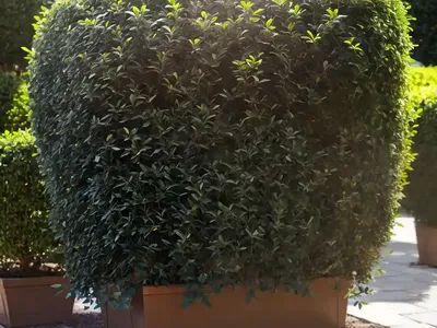 Common Privet (Ligustrum Vulgare)